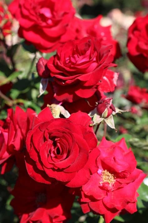 Rosa Oh My Floribunda Devil Mountain Wholesale Nursery