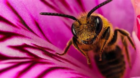 Fondos De Pantalla 1920x1080 Px Abeja Abejas Flor Flores Insecto