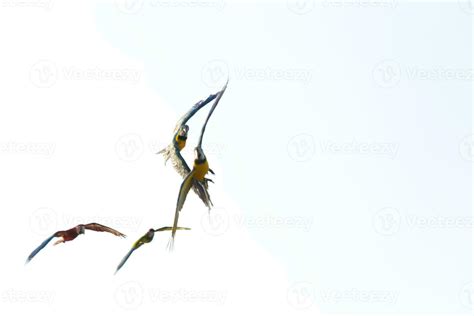 blurred colorful macaw parrot flying in bright blue sky background ...