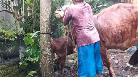 Memandikan Sapi 🐮🐄 Memelihara Sapi 🐮🐄 Beternak Sapi 🐮🐄 Youtube