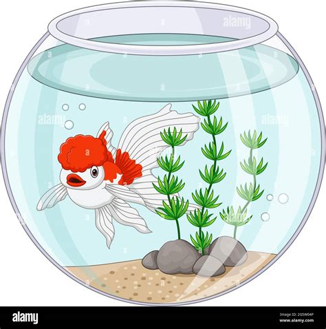 Oranda Goldfisch In Einem Aquarium Stock Vektorgrafiken Kaufen Alamy