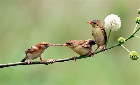 Lucky Birds Birds That Represent Good Luck Whats Your Sign