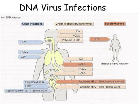 Ppt Human Viral Disease Virus Replication Cycle Powerpoint