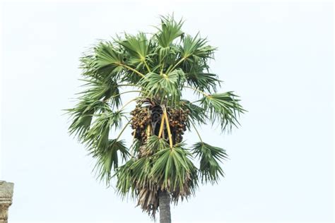 Borassus Flabellifer Commonly Known As Doub Palm Palmyra Palm Tala Palm Toddy Palm Stock