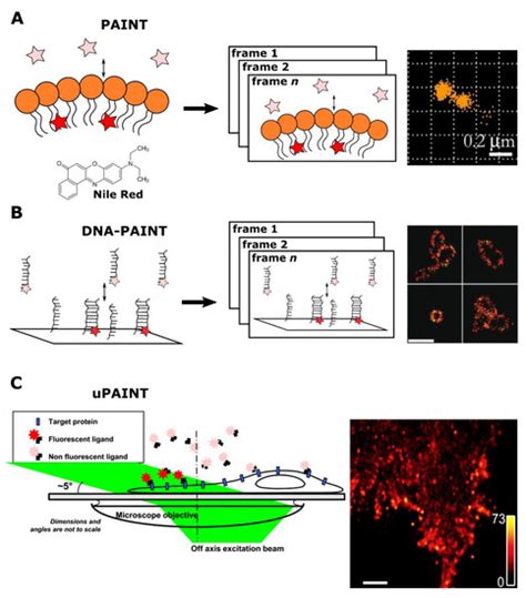 Transient Fluorescence Labeling Low Affinity—high Benefits