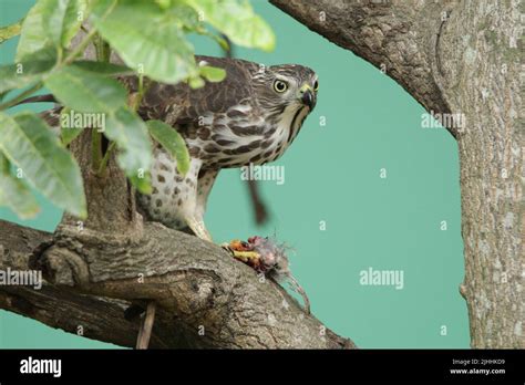 Birds Of Sri Lanka In The Wild Stock Photo Alamy