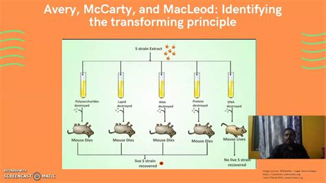 Avery McCarty And Macleod Experiment YouTube