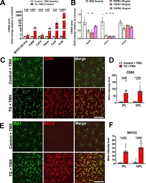 Absence of TGFβ signaling in retinal microglia induces retinal