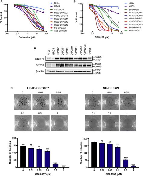 Dipg Cells Overexpress Fact Complex Subunits And Are Sensitive To