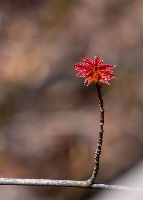 Signs Of Spring Kevin Tyrrell Flickr