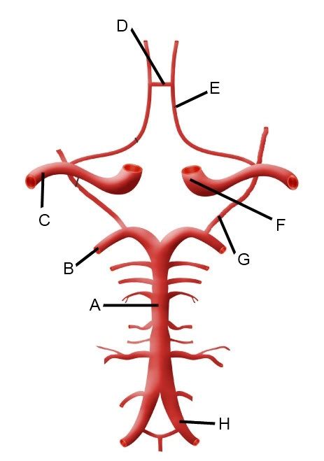 Circle Of Willis Diagram Quizlet