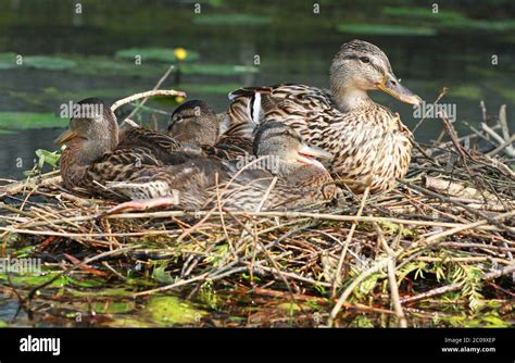 Mallard Duck Nesting