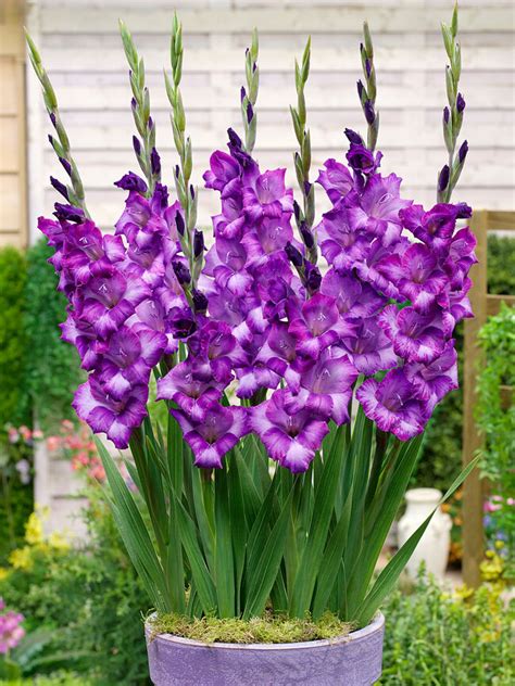 Gladiolus Kim | Bluestone Perennials