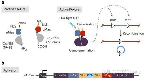 技术分享：蓝光诱导调控的cre Loxp重组酶系统的开发与升级 知乎