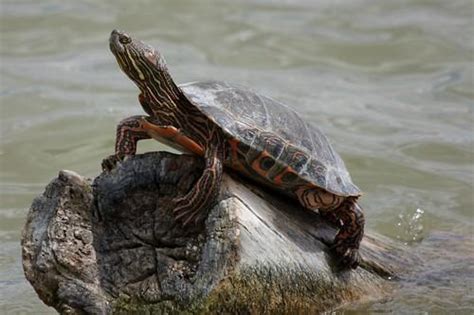 15+ River Turtle Species Types With Photos