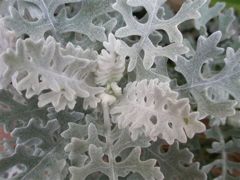 How To Grow And Care For Dusty Miller In The Garden Deer Resistant