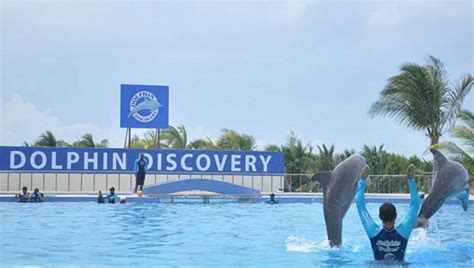 Nado Con Delfines En Canc N E Isla Mujeres Revista Ven America