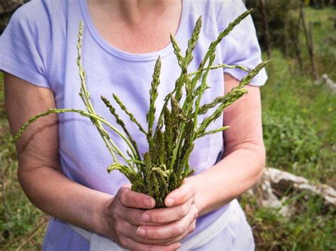 Tijd Om Wilde Asperges Te Oogsten Hoe U Ze Kunt Herkennen Voor