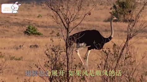 鸵鸟是不会飞但是是奔跑最快的鸟，是现存最大的鸟腾讯视频