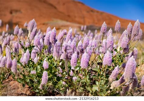 Mulla Mulla Over 721 Royalty Free Licensable Stock Photos Shutterstock