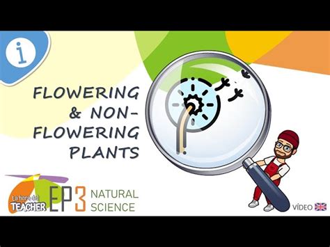 Flowering And Non Flowering Plants D English Esl Video Lessons