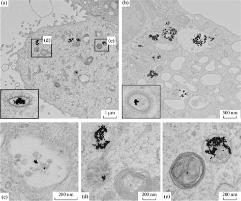 GNPs In Cell Of MDCK Culture A Particles In Caveolae Are Shown In