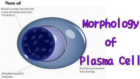 Plasma cell morphology #hematology #pathology #pathologylab - YouTube