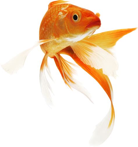 Carpín Dorado Png
