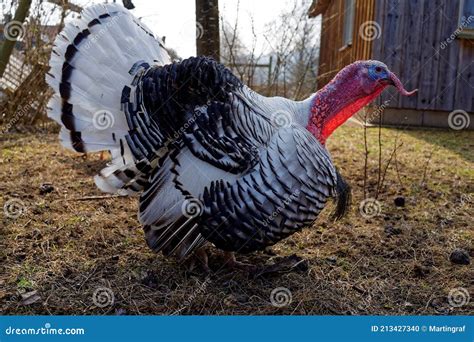 Royal Palm Turkey Free Range In Barnyard Stock Photo Image Of