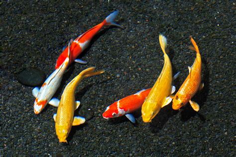 Koi Several Colorful Carp Are Swimming Together Photograph By Nature