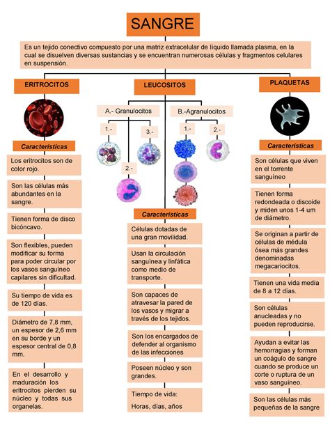 Mapa Conceptual Sobre La Sangre Y Caracteristicas Es Un Tejido The