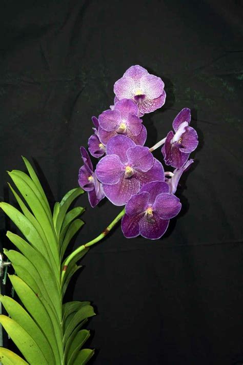 Purple Orchids on Black Surface with Green Leaves