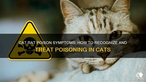 Cat Rat Poison Symptoms: How To Recognize And Treat Poisoning In Cats ...