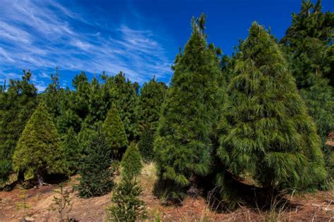 Details Rboles De Navidad Naturales Puebla Abzlocal Mx