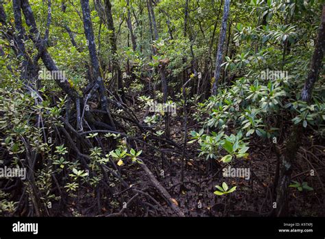 Mangrove Ecosystem Hi Res Stock Photography And Images Alamy