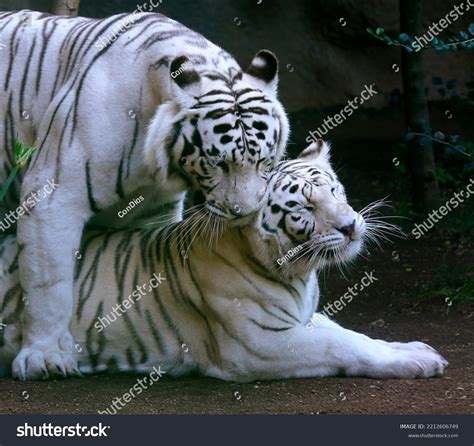 Rare Albino White Tiger Wildlife Stock Photo 2212606749 | Shutterstock