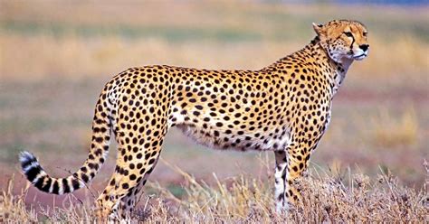 Animal