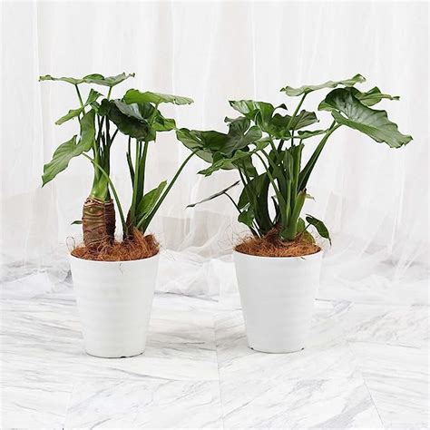 Amazon｜クワズイモ 7号 受け皿付 【観葉植物 本物 アロカシア オドラ インテリアグリーン シンボルツリー ギフト プレゼント