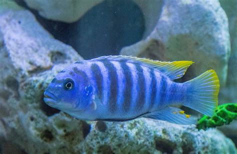 Image de Eau: Poisson Bleu Pour Aquarium Eau Douce