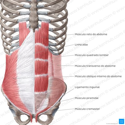 Músculos abdominais anteriores Anatomia função Kenhub