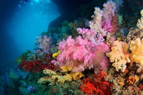 Palau Snorkeling Trips Rock Islands Oceanic Society