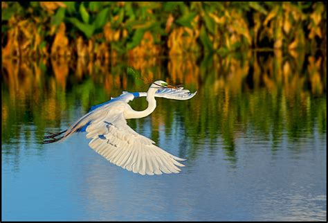 Everglades Wildlife | Raymond Gehman Photography