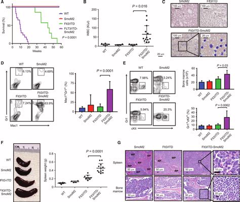 Flt Itd Smom Mice Develop Rapidly Fatal Aml A Kaplanmeier Survival