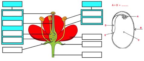 Igcse Biology Reproduction In Flowering Plants Diagram Quizlet