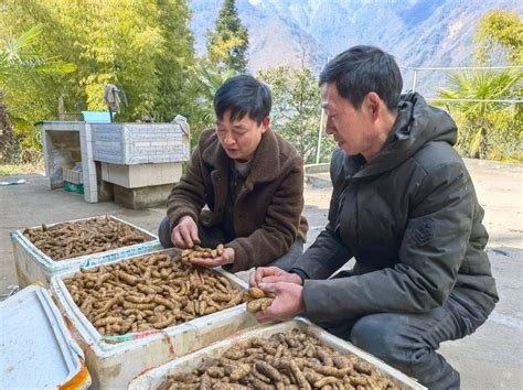 林下春耕备耕忙，天麻种植促增收泸定县联合村生态