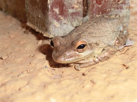 Free Images Animal Wildlife Frog Toad Amphibian Fauna Lizard