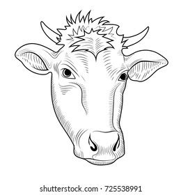 Cows Head Hand Drawn Graphic Style Stock Vector Royalty Free