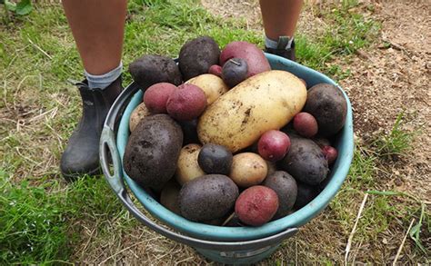 Volunteer On Our Permaculture Project In Tasmania Australia