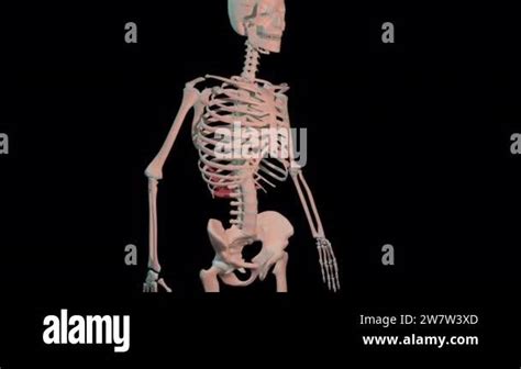 This 3d Animation Shows The Serratus Posterior Inferior Muscles In Full