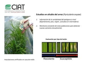 Avances del CIAT en investigación en enfermedades PPT